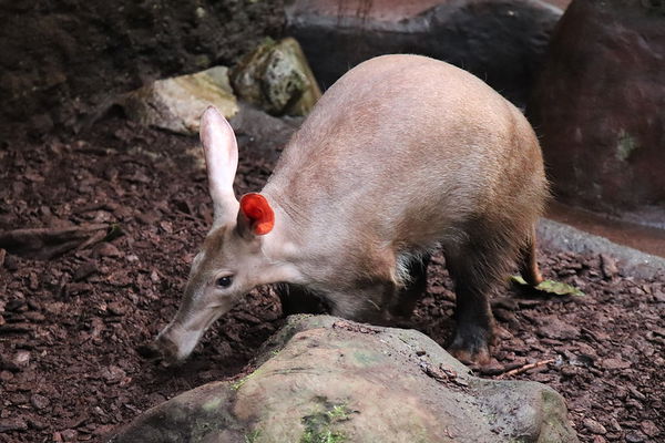 Aardvark