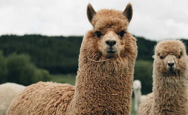 Alpaca