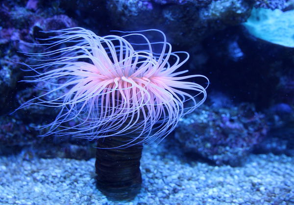 Anemone