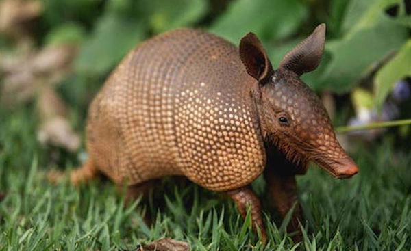 Armadillo