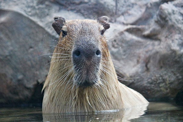 Capybara