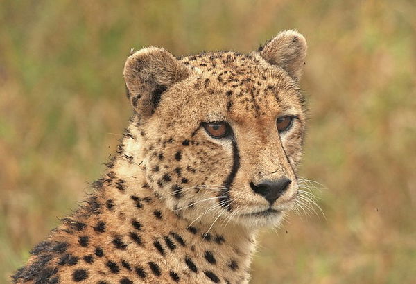 Cheetah