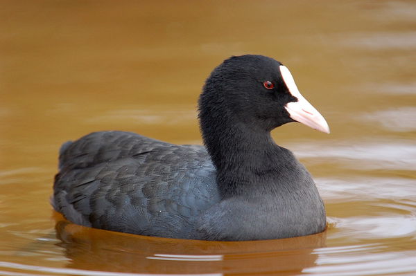 Coot