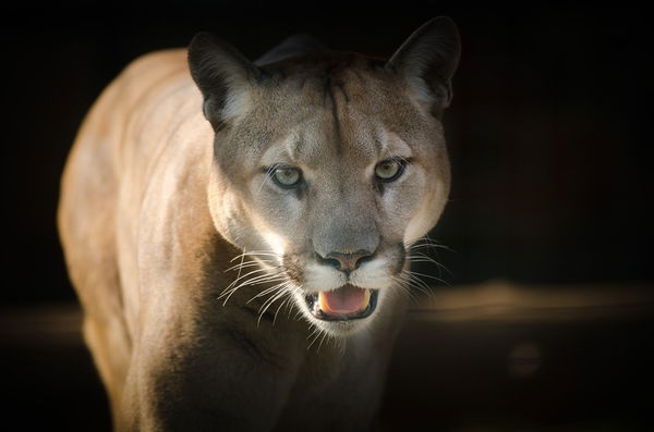 Cougar