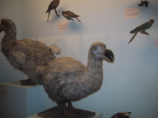 Dodo