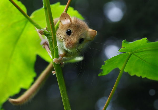 Dormouse