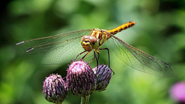 Dragonfly