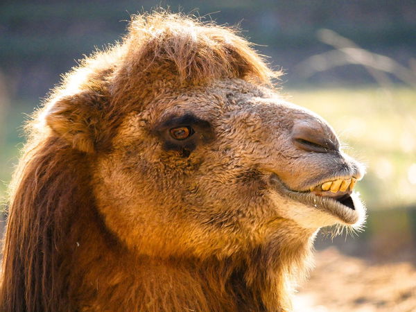 Dromedary