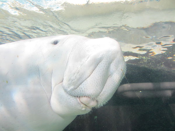 Dugong