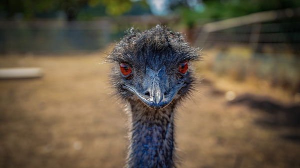 Emu