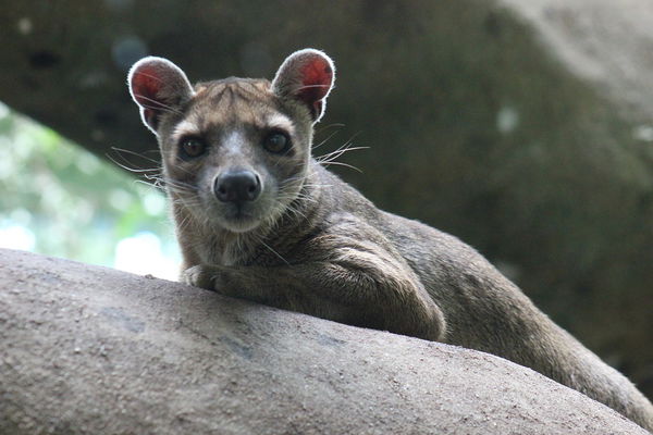 Fossa