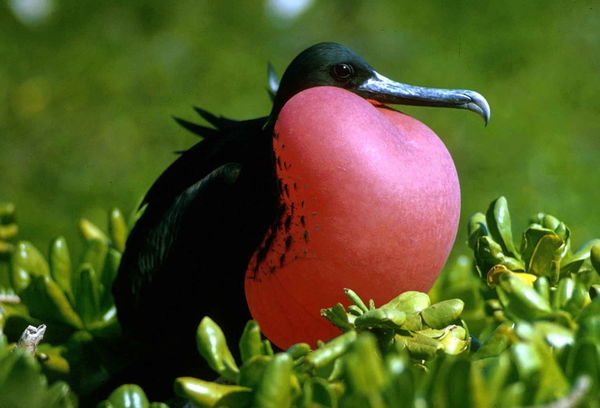 Frigatebird