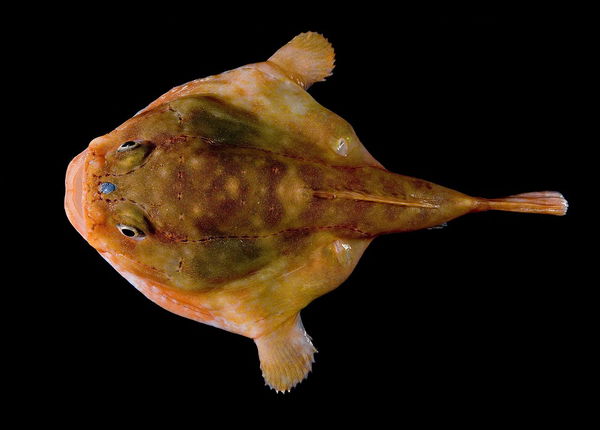 Frogfish