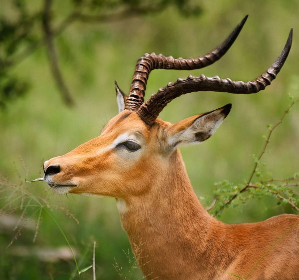 Gazelle