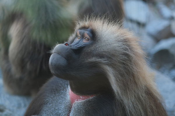 Gelada