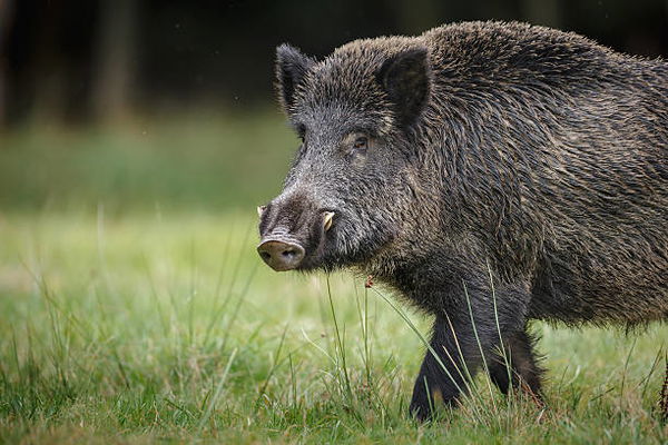 Giant forest hog