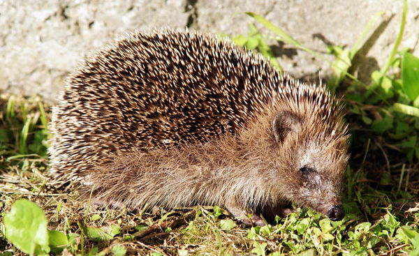 Hedgehog