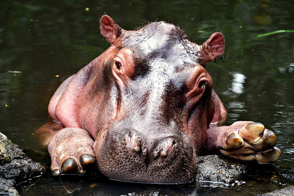 hippo