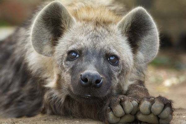 Hyena