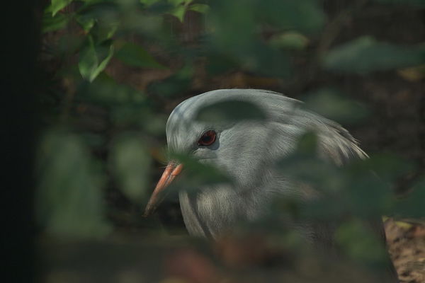 Kagu