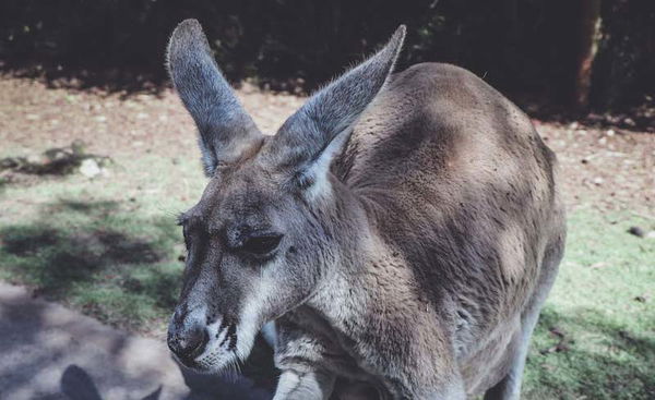 Kangaroo