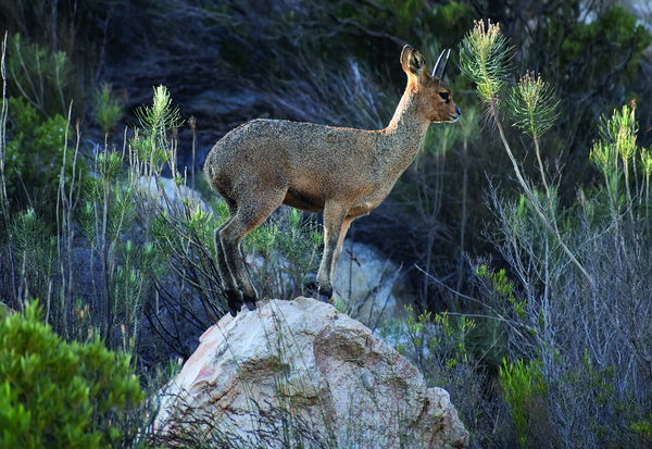 Klipspringer