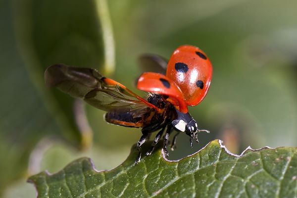 Ladybug