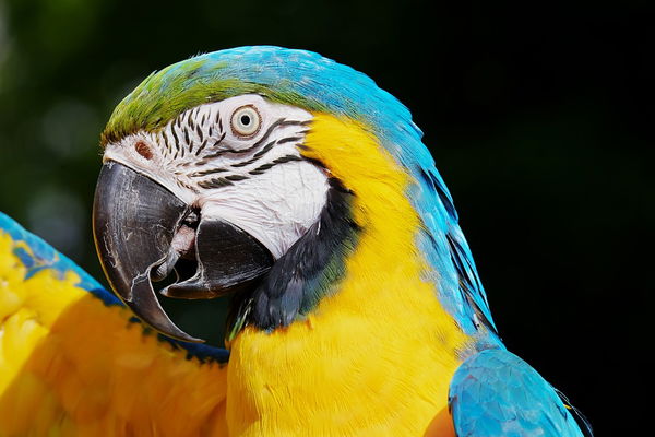 Macaw