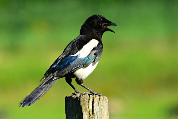 Magpie