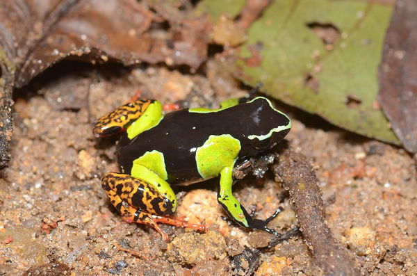 Mantella