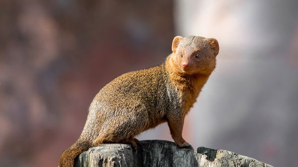 Mongoose