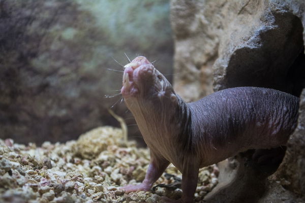 Naked mole-rat