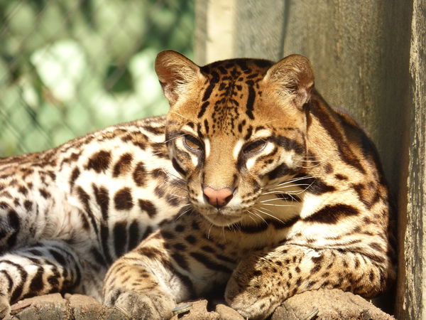 Ocelot