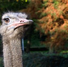 Ostrich