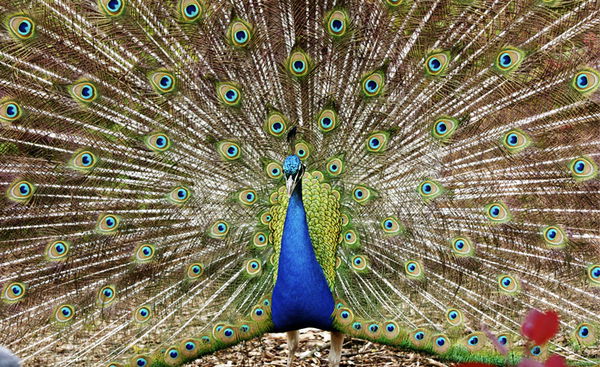 Peacock