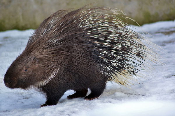 Porcupine