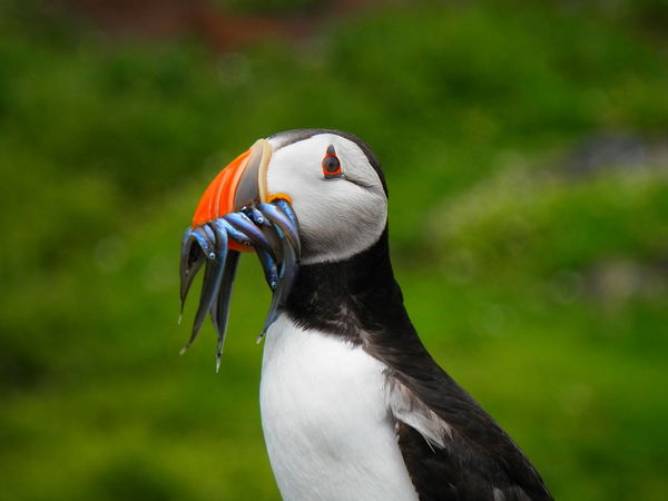 Puffin