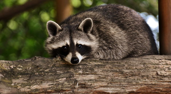 Raccoon