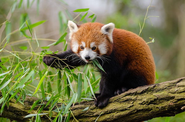 Red Panda