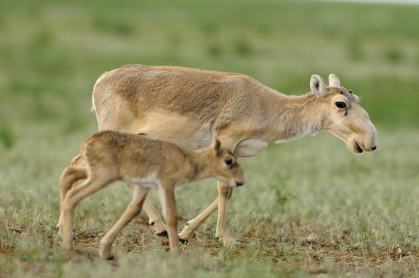 Saiga