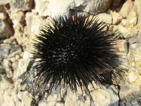 Sea urchins