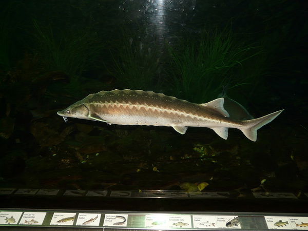 Sturgeon