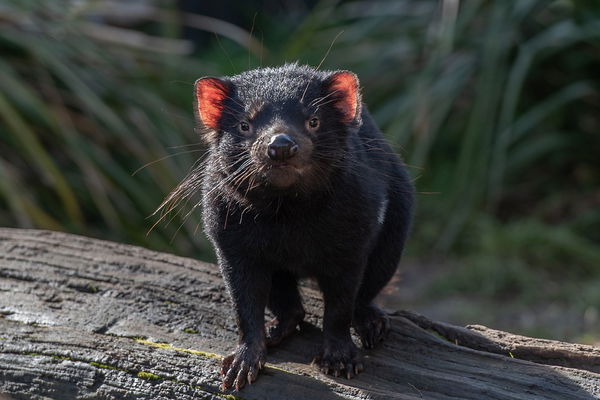 Tasmanian devil