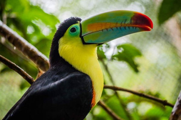 Toucan