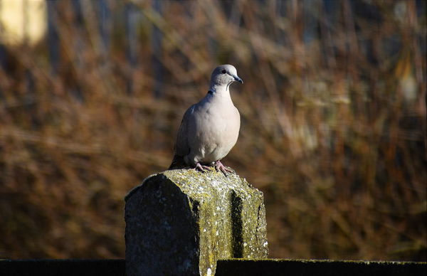 Turtle dove