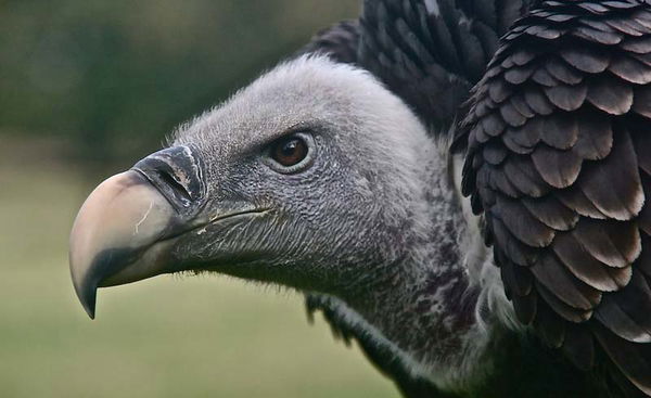 Vulture