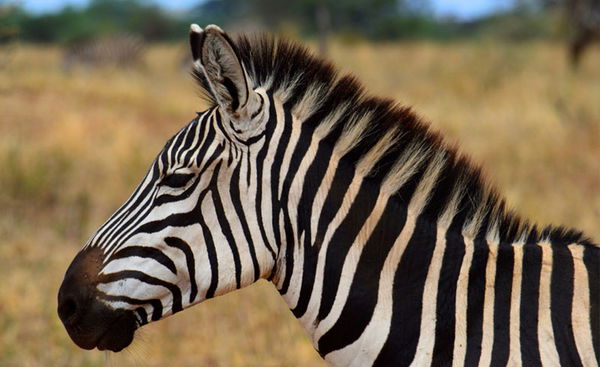 Zebra