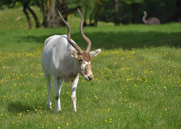 Addax