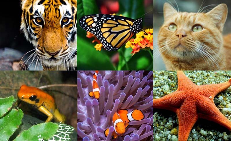 Naranjas y salvajes: 13 especies de animales sorprendentes