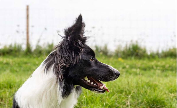 Border Collie